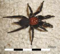 Image of Black tunnelweb