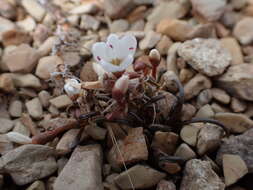 Image of Montia racemosa (Buchanan) Heenan