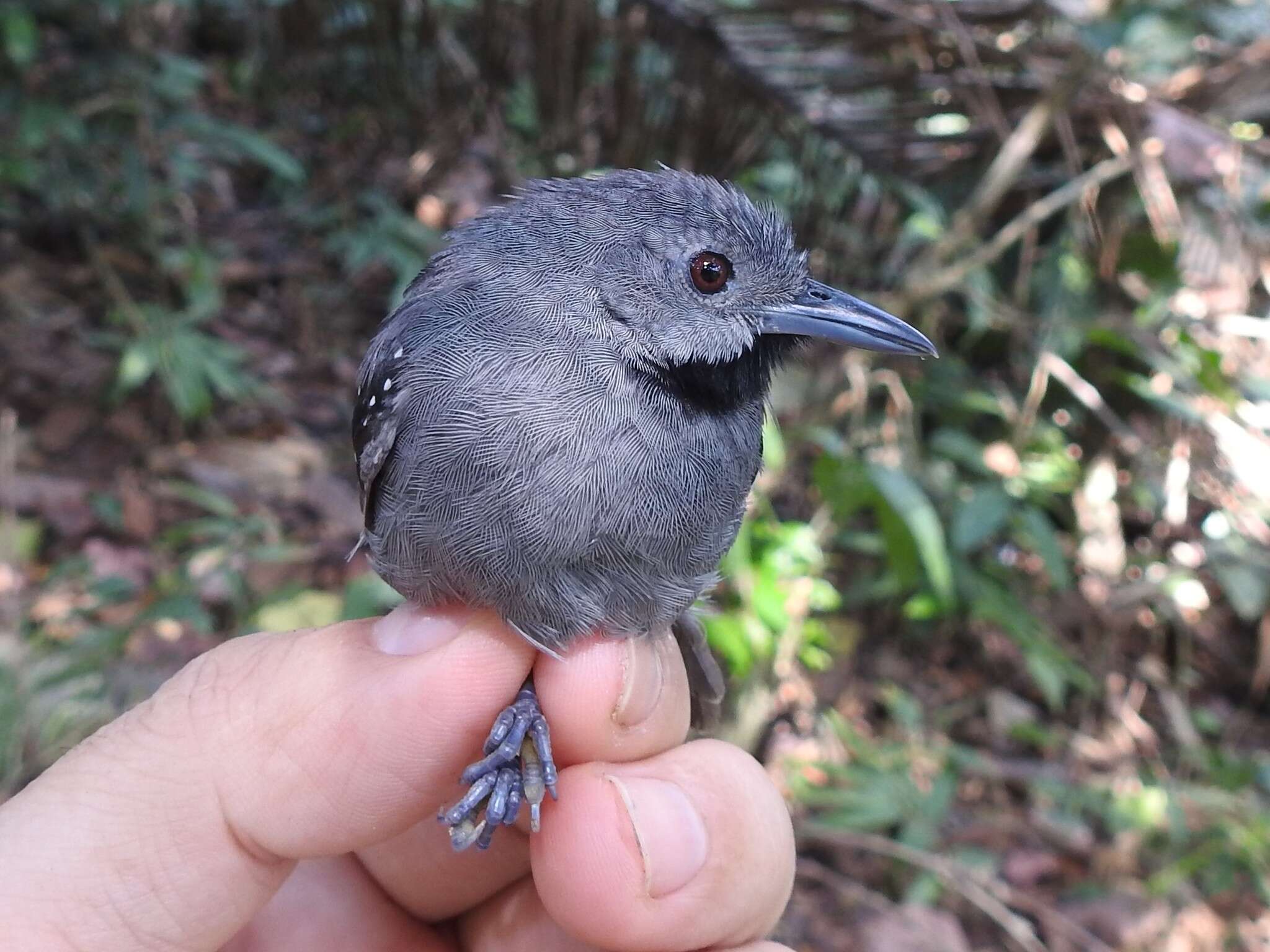 Image of Epinecrophylla ornata meridionalis (Zimmer & JT 1932)