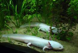 Image of Axolotl