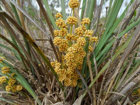 Image de Lomandra multiflora subsp. dura (F. Muell.) T. D. Macfarl.