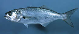 Image of bluefishes