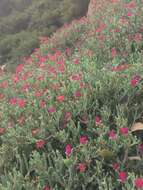 Image of Carpobrotus aequilaterus (Haw.) N. E. Br.