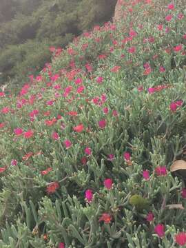 Imagem de Carpobrotus aequilaterus (Haw.) N. E. Br.