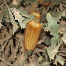 Image de Banksia quercifolia R. Br.