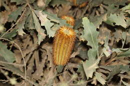 Image of Oak-leaved Banksia