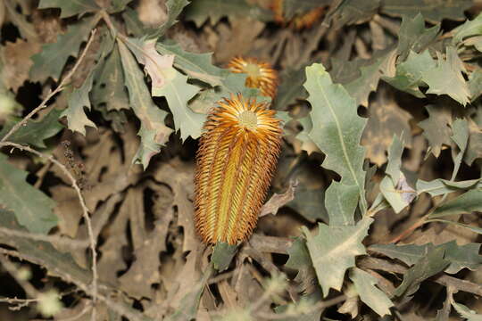 Sivun Banksia quercifolia R. Br. kuva