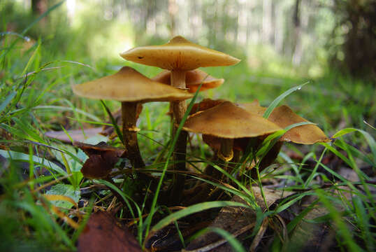 Image of Armillaria luteobubalina Watling & Kile 1978