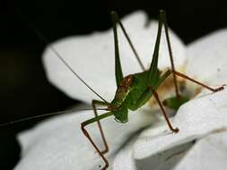 Image of speckled bush-cricket