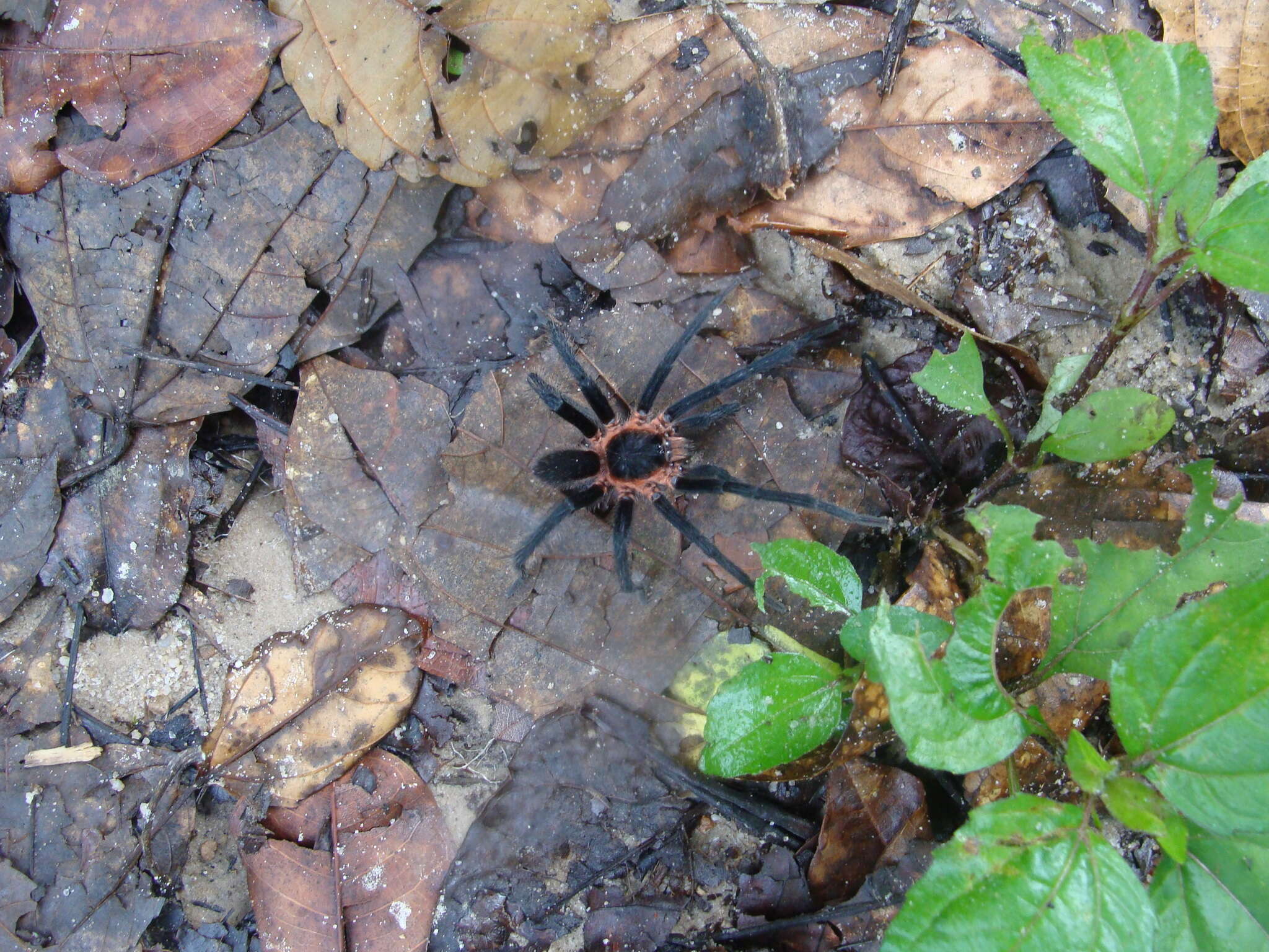 Image of Holothele longipes (L. Koch 1875)