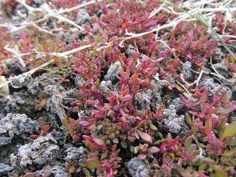 Sivun Oxybasis rubra var. humilis (Hook.) Mosyakin kuva