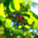 Image of Long-horned orb-weaver spider