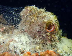 Image of Tunicate