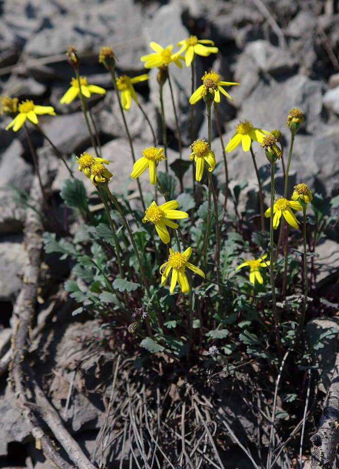 Image of northern groundsel