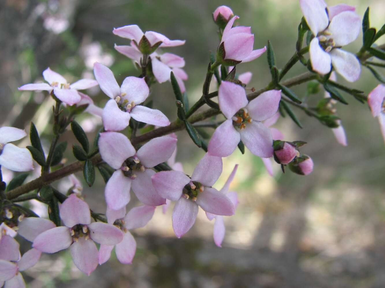 Image of Zieria aspalathoides A. Cunn. ex Benth.