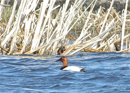 Image of Canvasback