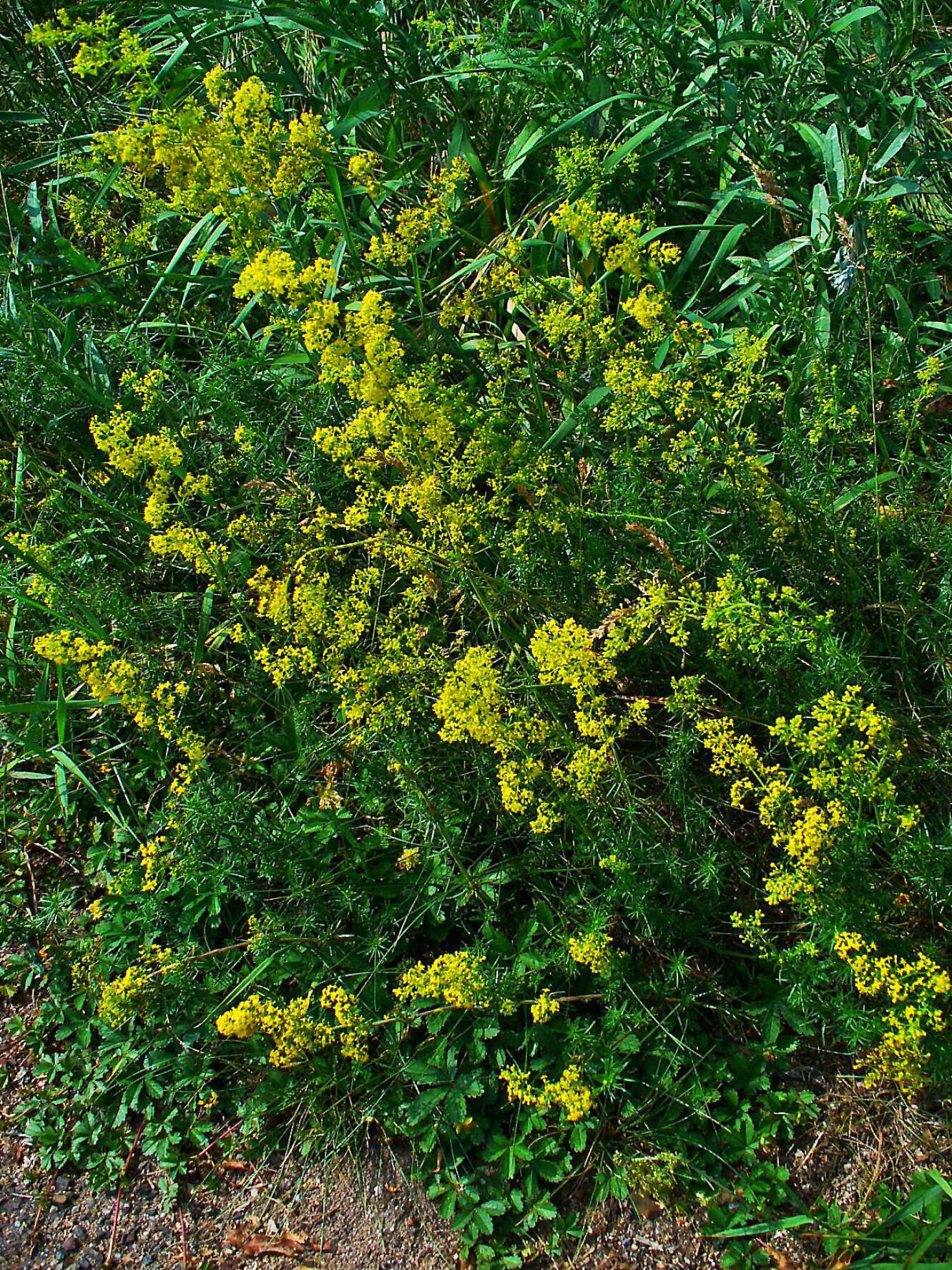 Image of Lady's Bedstraw