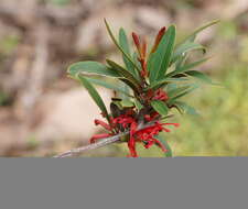 Image of Grevillea dimorpha F. Müll.