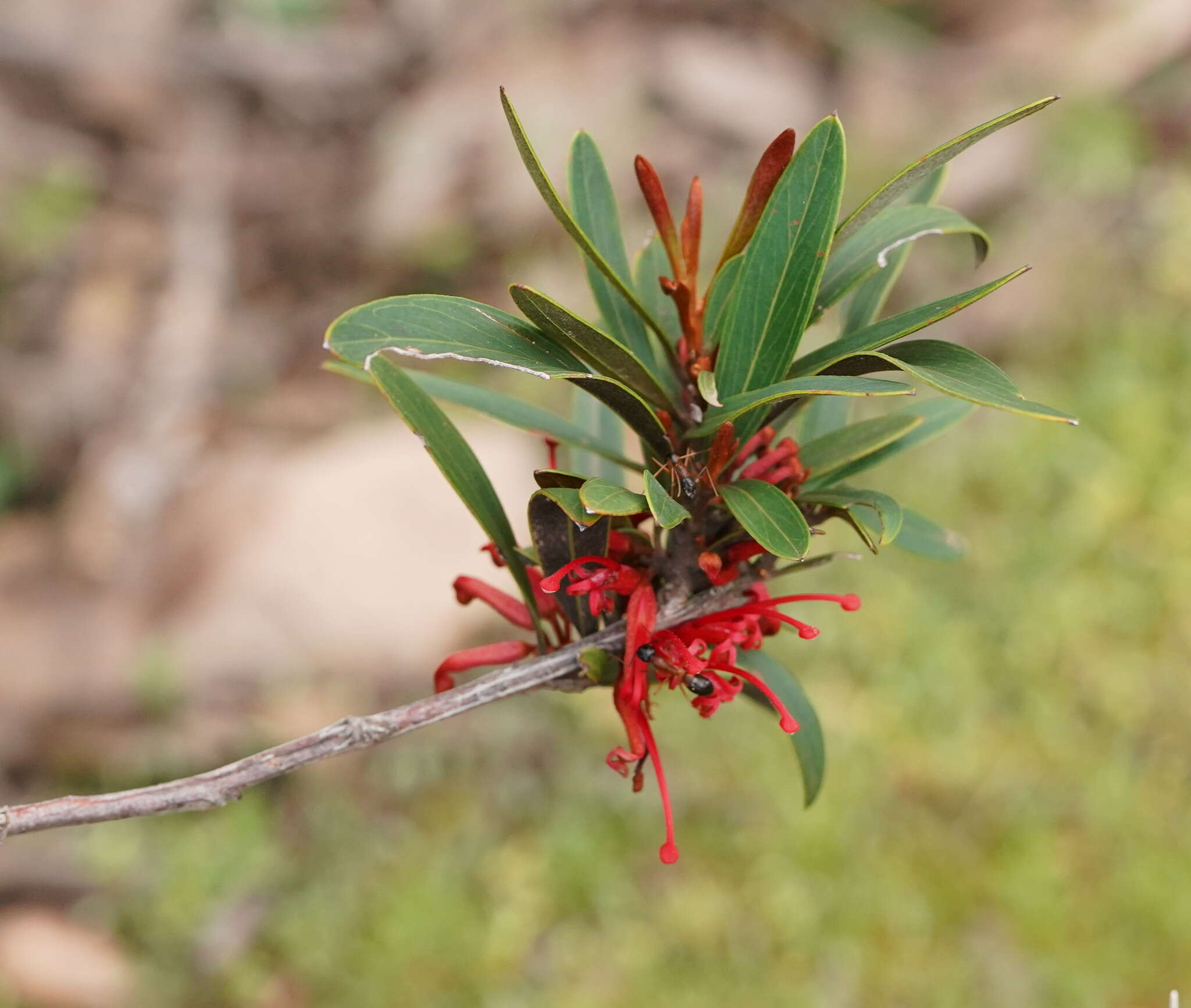 Image of Grevillea dimorpha F. Müll.