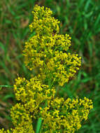 Image of Lady's Bedstraw