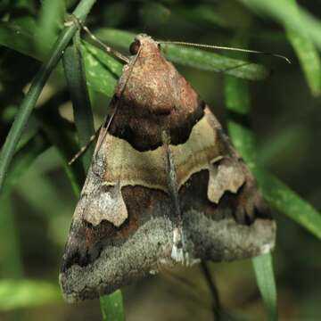 Image of <i>Drasteria pallescens</i>