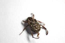 Image of Hoplia squamifera Burmeister 1844