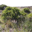 Image of Melicytus novae-zelandiae subsp. novae-zelandiae