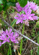 Allium unifolium Kellogg resmi