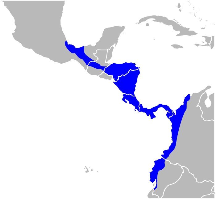 <span class="translation_missing" title="translation missing: en.medium.untitled.map_image_of, page_name: Ecuadorian Mantled Howling Monkey">Map Image Of</span>