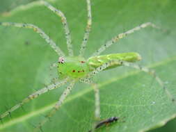 Image of Peucetia