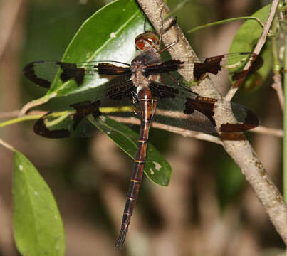 Image of Prince Baskettail