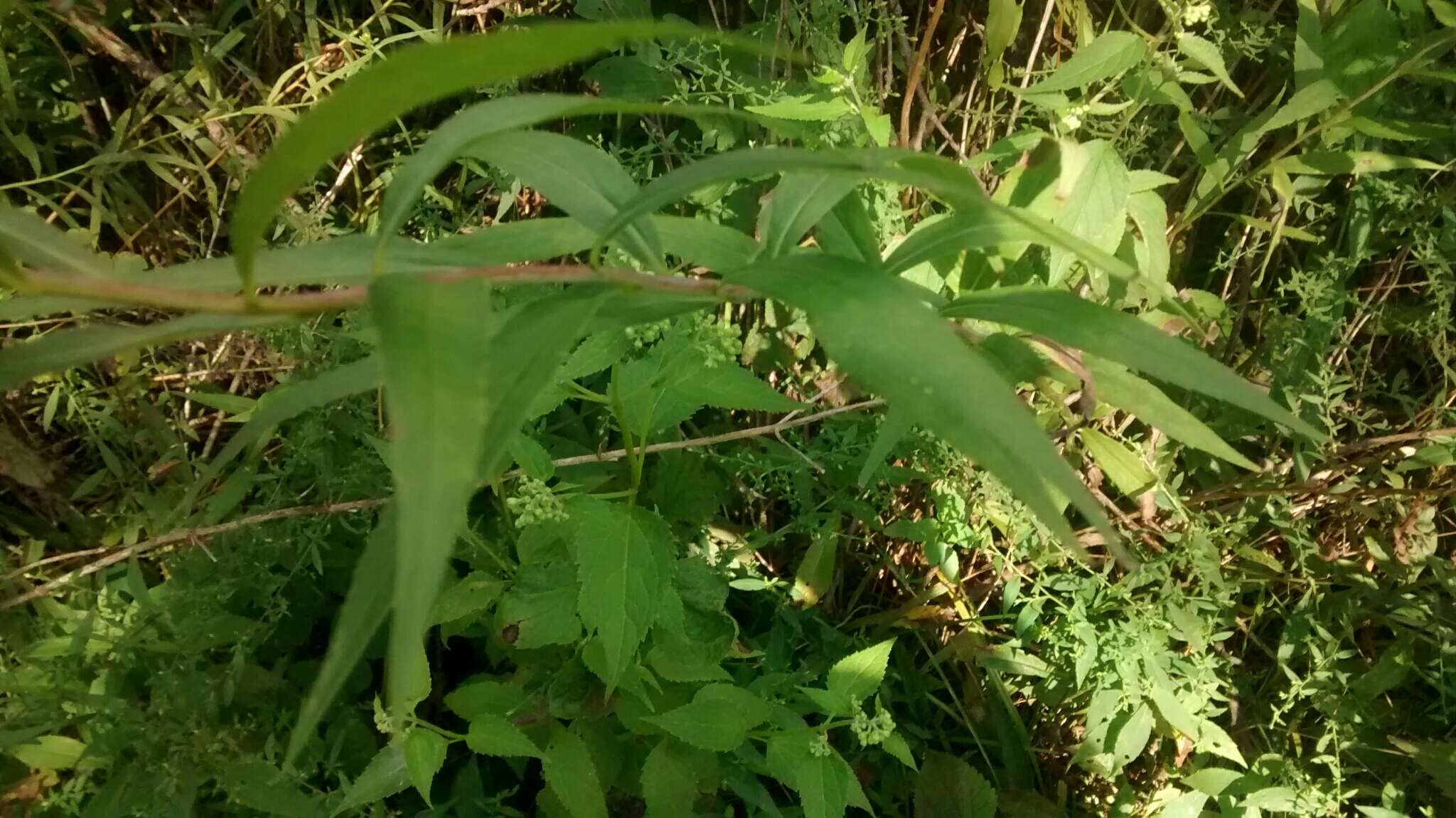 Image of early goldenrod