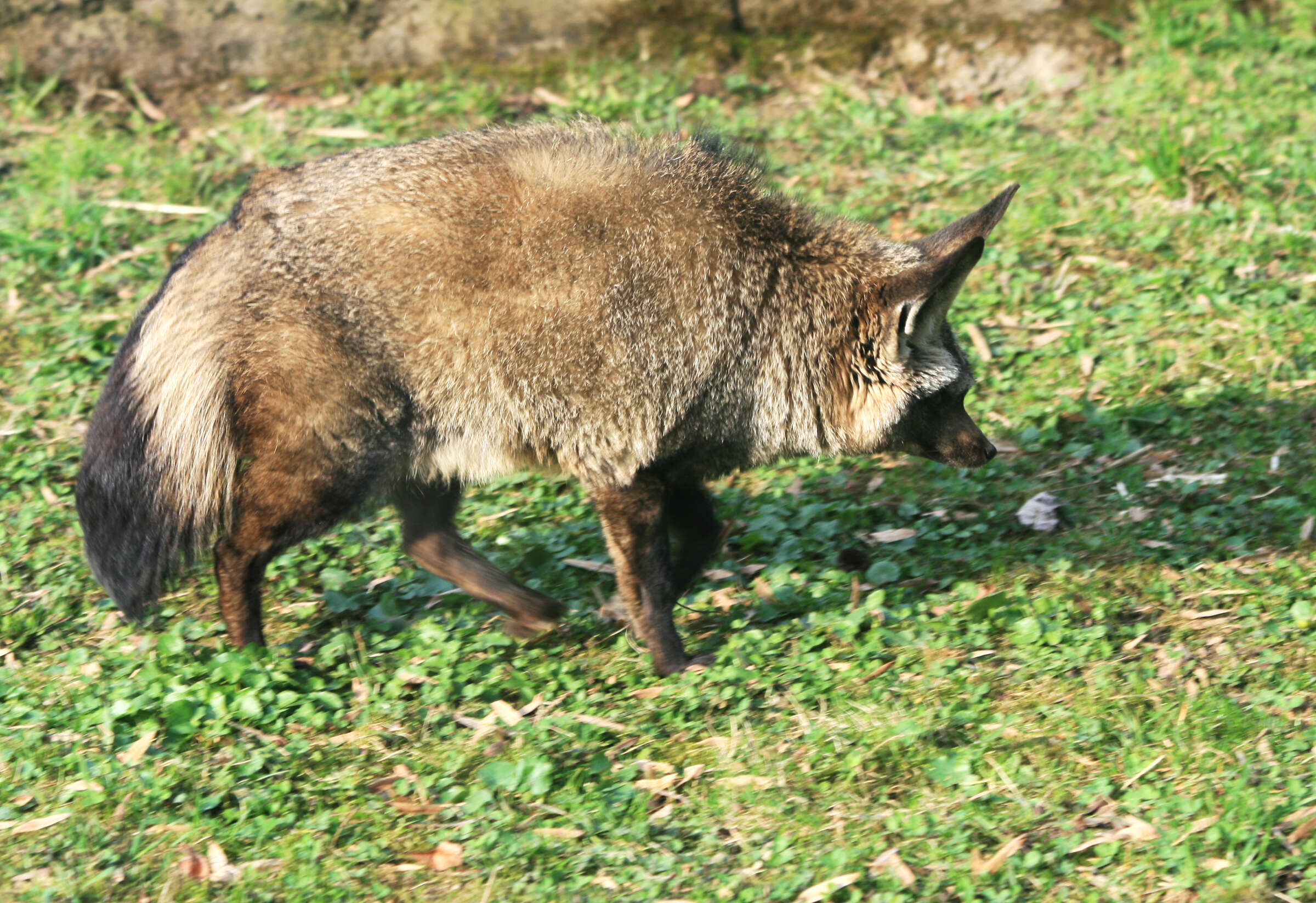 Image of Otocyon Müller 1836