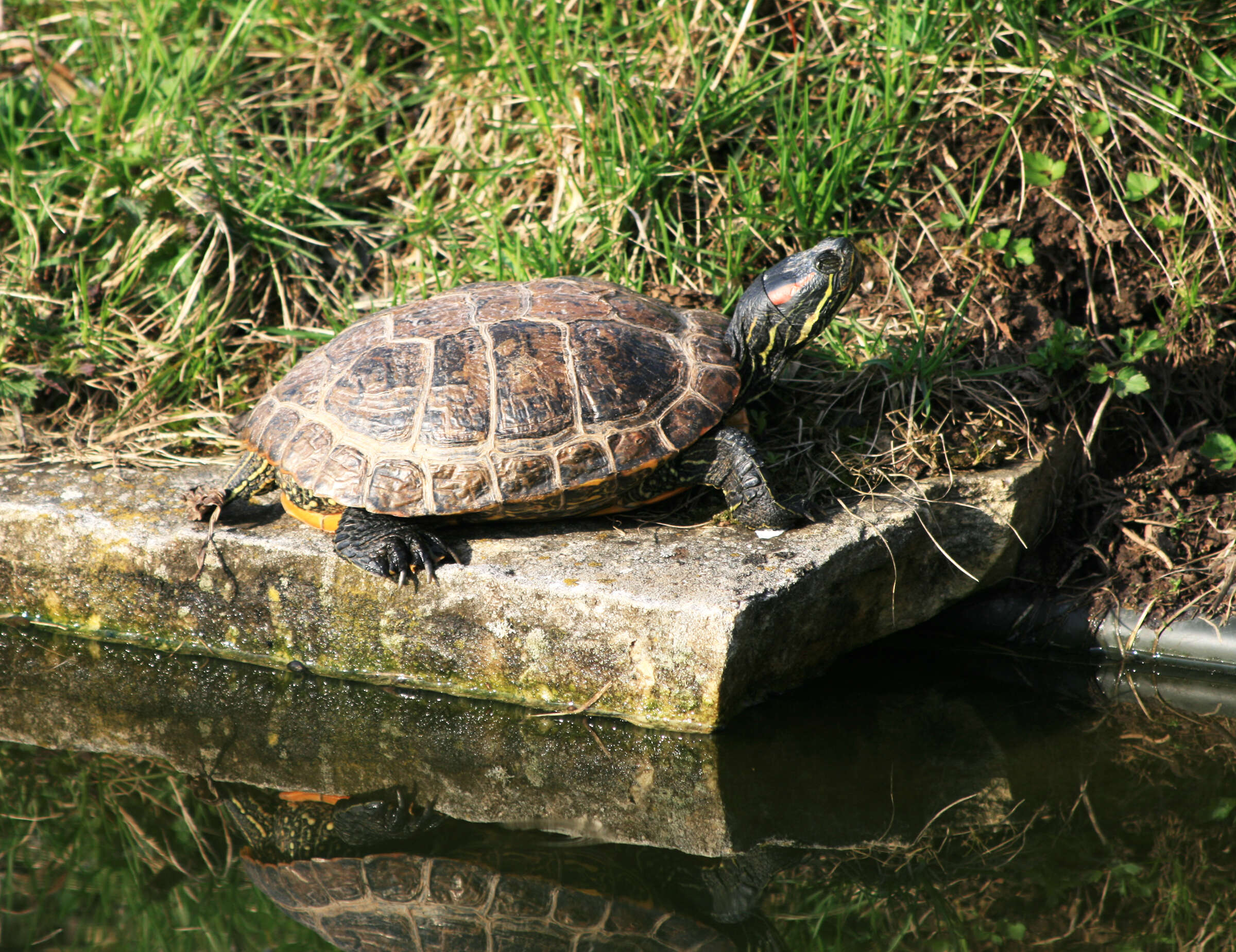 Image of slider turtle, red-eared terrapin, red-eared slider