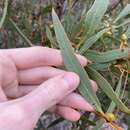 Слика од Eucalyptus pachyloma Benth.