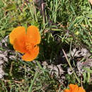 Image of California poppy