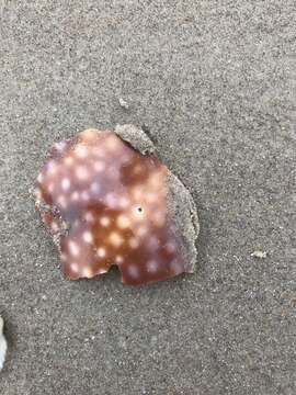 Image of Atlantic deer cowrie