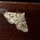 Image of Moth