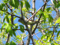 Image of Yellow-bellied Flycatcher