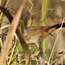 Image of Pondoland Tawny-flanked Prinia