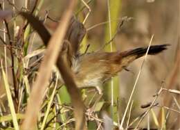 Image of Prinia subflava pondoensis Roberts 1922