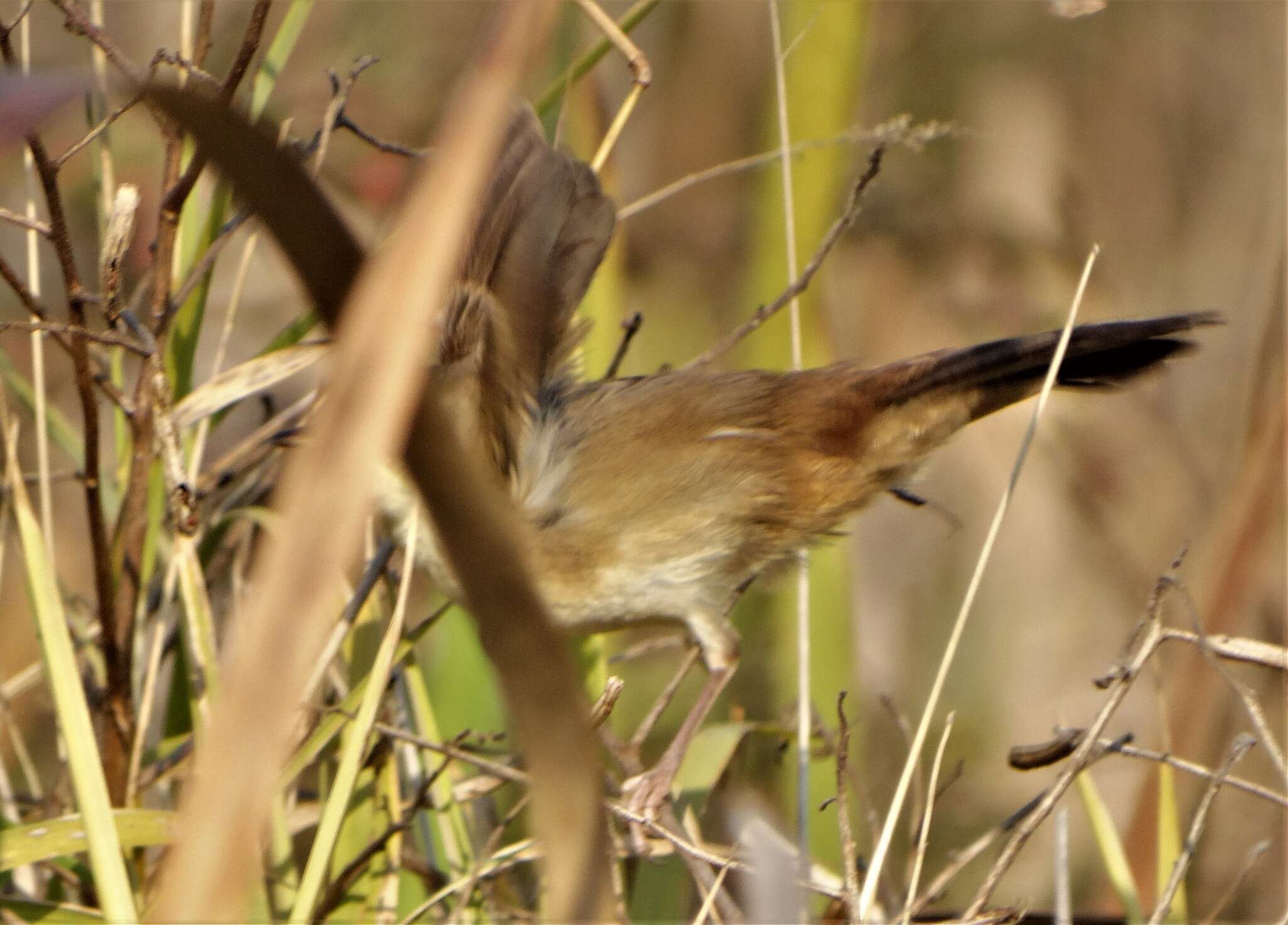 Image of Prinia subflava pondoensis Roberts 1922