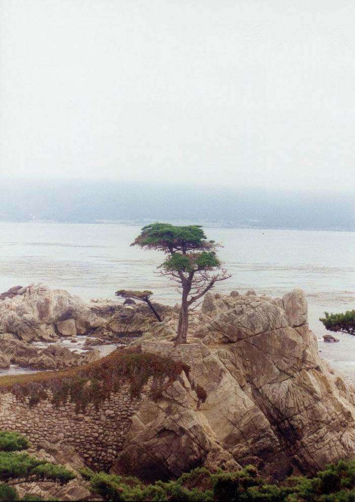 Image of Monterey cypress