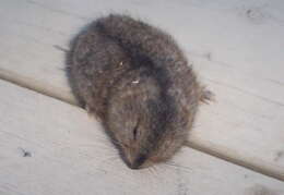 Image of Brown Lemming