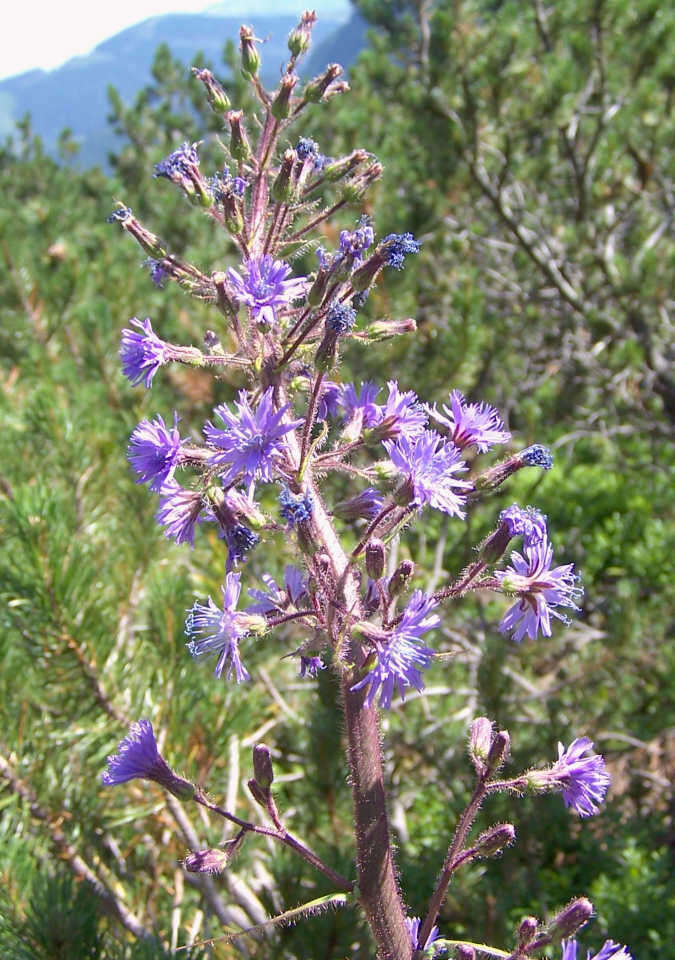 Image de Cicerbita alpina (L.) Wallr.