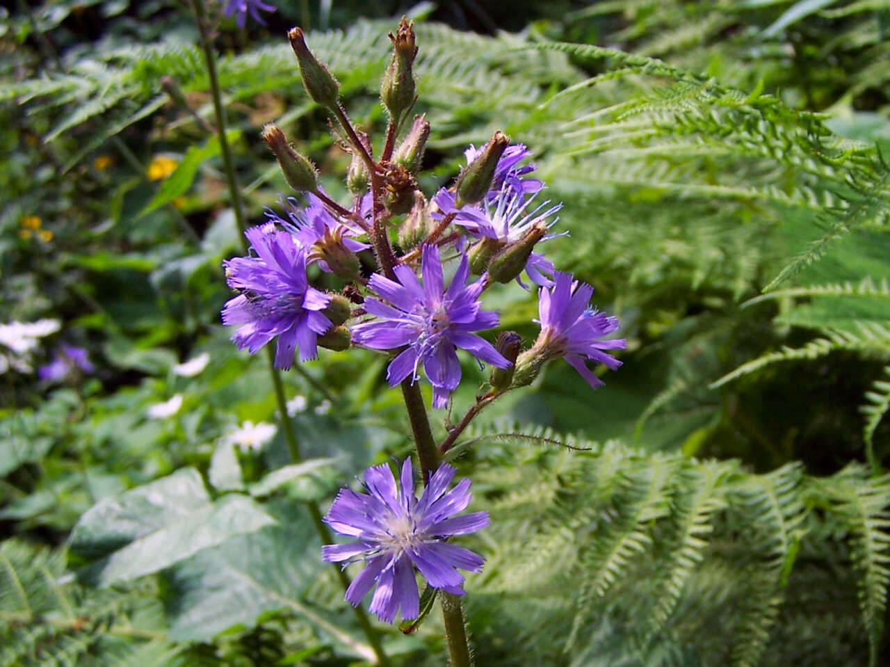 Image of Cicerbita alpina (L.) Wallr.