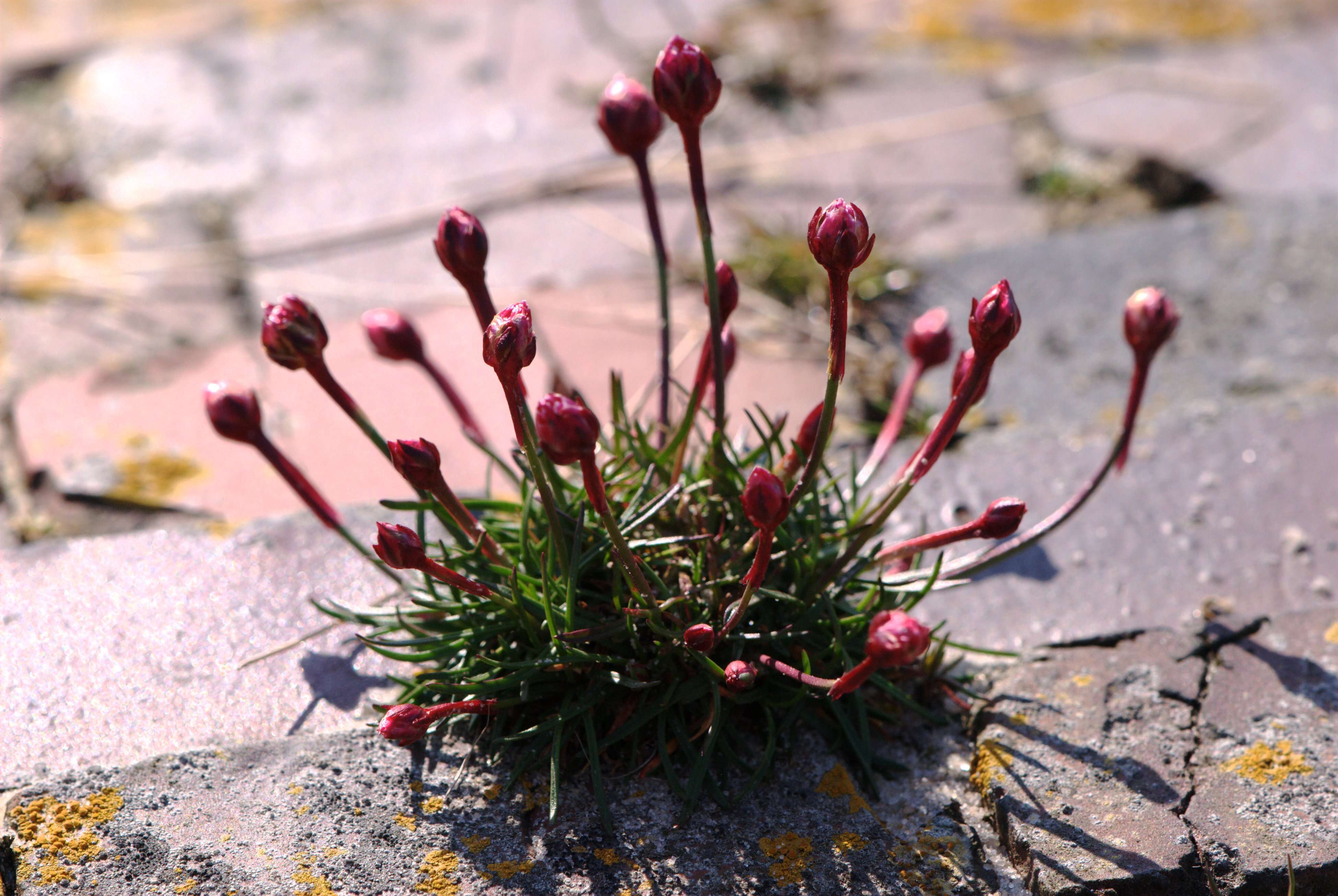 Image of thrift seapink