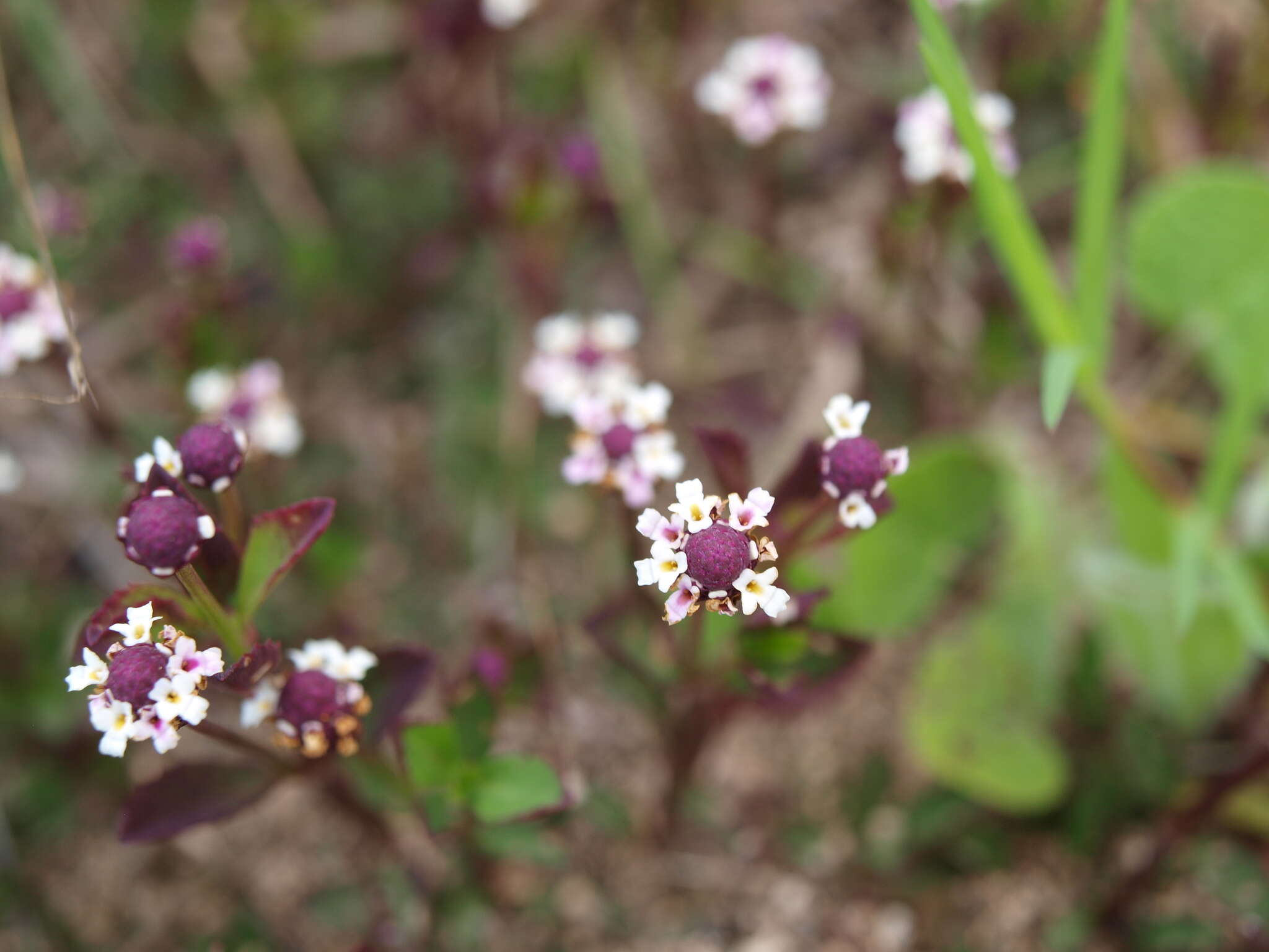 Phyla nodiflora (L.) Greene resmi