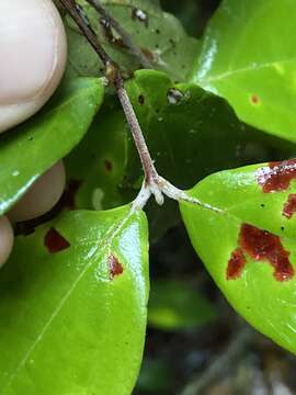 Image of Rhodamnia sessiliflora Benth.