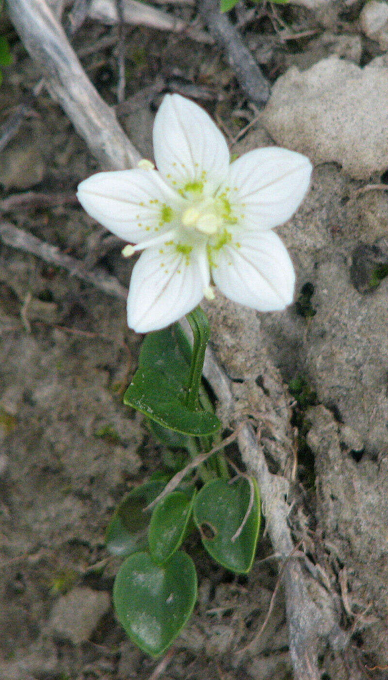 Image de Parnassie des Marais